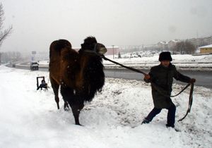 Kar üstünde 'deve kayağı'