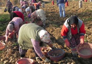 Patates üreticisine bir darbe de yağmurdan